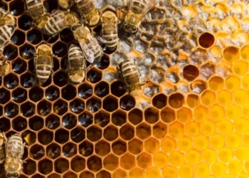 Madu Dalam Kisah Isra’ Mi’raj Sebagai Inspirasi Pencegah Stunting