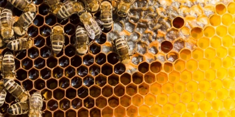 Madu Dalam Kisah Isra’ Mi’raj Sebagai Inspirasi Pencegah Stunting