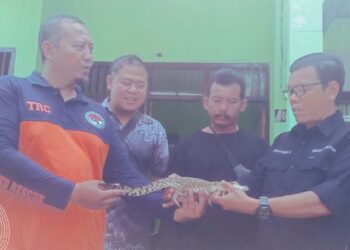 Usai Temukan Buaya Muara, Warga Serahkan Satwa Itu Ke KSDA Jatim