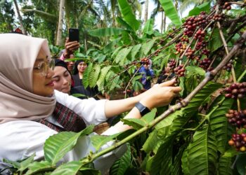 Kemenkumham Proses Diverifikasi Kopi Robusta Untuk Peroleh IG