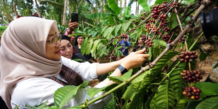 Kemenkumham Proses Diverifikasi Kopi Robusta Untuk Peroleh IG