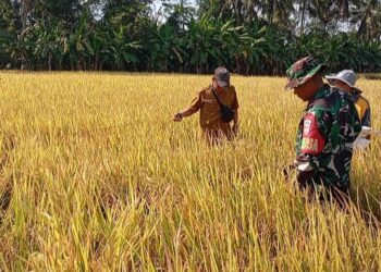 BPP Bantarsari Lakukan Ubinan Bersama Babinsa Desa Kamulyan