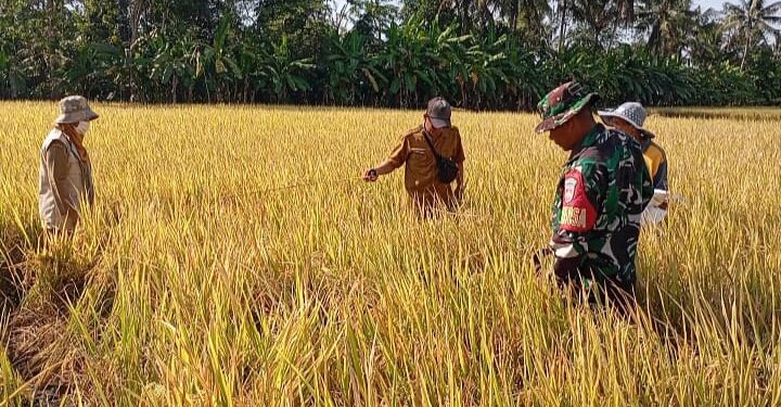 BPP Bantarsari Lakukan Ubinan Bersama Babinsa Desa Kamulyan