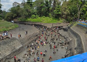 Pemkab Banyuwangi Keringkan Sejumlah DAM Besar Untuk Persiapan Musim Tanam