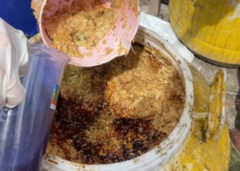 Tim Mahasiswa ITS Tingkatkan Mutu larva Black Soldier Fly Melalui Pakan Biofeed