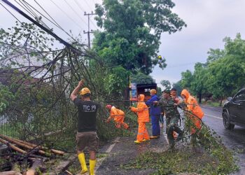 TRC BPBD Lumajang Atasi Pohon Tumbang Akibat Cuaca Ekstrem