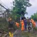 TRC BPBD Lumajang Atasi Pohon Tumbang Akibat Cuaca Ekstrem
