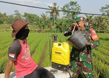 Penyemprotan Terpadu untuk Cegah Hama Kresek di Desa Mojosari Lumajang