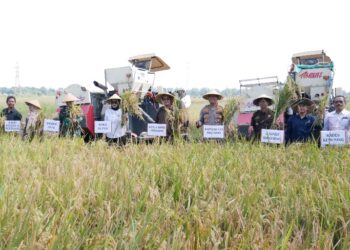 Petani Padi Sidoarjo Panen Raya, Ada Kenaikan 6 Ton Per Hektar