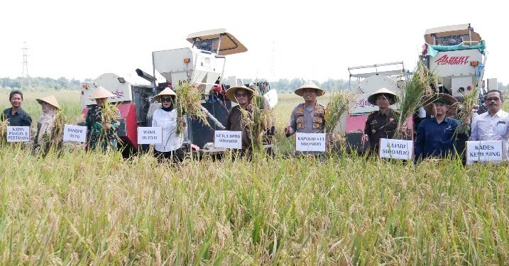 Petani Padi Sidoarjo Panen Raya, Ada Kenaikan 6 Ton Per Hektar