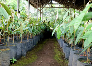 Kabupaten Lumajang Jadikan Durian Kembang Resmi Jadi Varietas Unggul