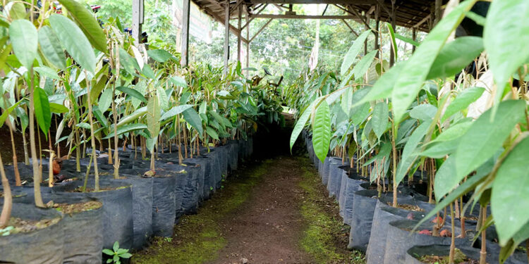 Kabupaten Lumajang Jadikan Durian Kembang Resmi Jadi Varietas Unggul