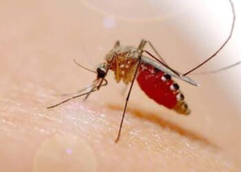 Pemkab Bojonegoro Ajak Warga Waspadai Demam Dengue, Ketahui Gejala dan Penanganan yang Tepat
