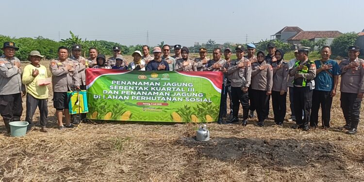 Wujudkan Ketahanan Pangan, Warga Desa Pamotan Tanam Jagung di Lahan Tidur