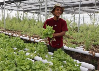 Fatkhul Ilma, Pemuda Bojonegoro Sukses Menjadi Petani, Punya 8 Greenhouse