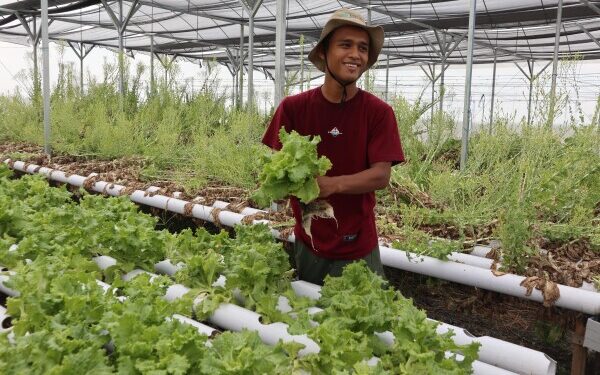 Fatkhul Ilma, Pemuda Bojonegoro Sukses Menjadi Petani, Punya 8 Greenhouse