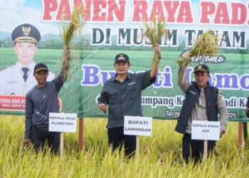 Desa Plumpang- Sukodadi Panen Raya Ketiga Berhasil Dan Tembus Harga Tinggi