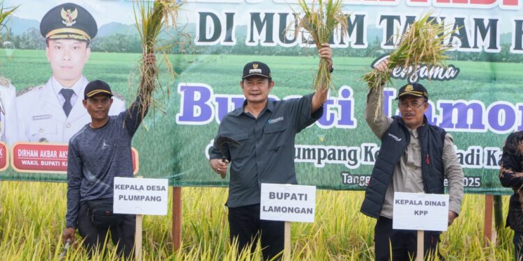 Desa Plumpang- Sukodadi Panen Raya Ketiga Berhasil Dan Tembus Harga Tinggi