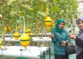 BUMDes Gading Makmur Sulap Tanah Rawa Jadi Destinasi Petik Melon Hidroponik