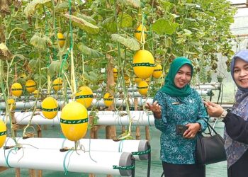 BUMDes Gading Makmur Sulap Tanah Rawa Jadi Destinasi Petik Melon Hidroponik