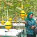 BUMDes Gading Makmur Sulap Tanah Rawa Jadi Destinasi Petik Melon Hidroponik