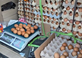 Pemkab Bojonegoro Dorong Penguatan Ekonomi Peternak Lokal Lewat ‘Gayatri’