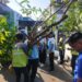 Dinas Sosial Bojonegoro Salurkan 20 Pohon Pule untuk Penghijauan
