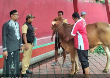 Idul Adha 1447 H. Pemkab Pasuruan Salurkan 260 Hewan Qurban