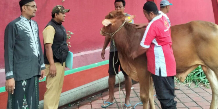 Idul Adha 1447 H. Pemkab Pasuruan Salurkan 260 Hewan Qurban