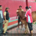 Idul Adha 1447 H. Pemkab Pasuruan Salurkan 260 Hewan Qurban