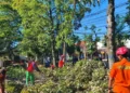 Respon Cepat Tim Gabungan Tangani Dahan Pohon Patah Akibat Angin Kencang di Kota Nganjuk