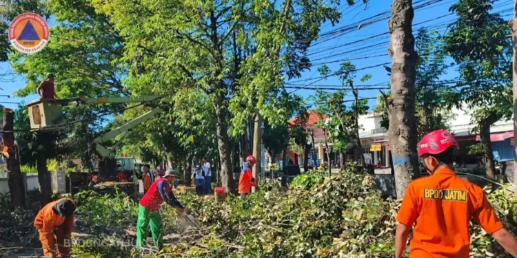 Respon Cepat Tim Gabungan Tangani Dahan Pohon Patah Akibat Angin Kencang di Kota Nganjuk