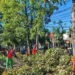 Respon Cepat Tim Gabungan Tangani Dahan Pohon Patah Akibat Angin Kencang di Kota Nganjuk
