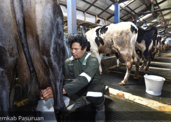 Sehari, KPSP Setia Kawan Nongkojajar Produksi Susu Segar 110 Ton
