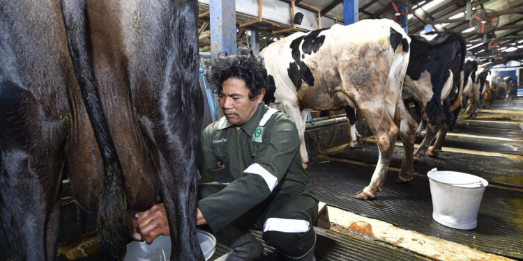 Sehari, KPSP Setia Kawan Nongkojajar Produksi Susu Segar 110 Ton