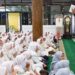Ribuan Siswa Komplek YPM Sarirogo Ikuti Peringatan Maulid Nabi di Masjid Agung Sidoarjo