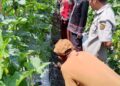 Meski Lahan Sempit, Mbah Dul Bojonegoro Hasilkan Beragam Komoditas Pertanian