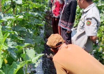 Meski Lahan Sempit, Mbah Dul Bojonegoro Hasilkan Beragam Komoditas Pertanian