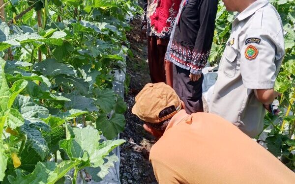 Meski Lahan Sempit, Mbah Dul Bojonegoro Hasilkan Beragam Komoditas Pertanian