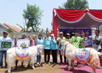 Kontes Ternak Lumajang Jadi Wadah Bibit Unggul dan Penggerak Ekonomi Warga