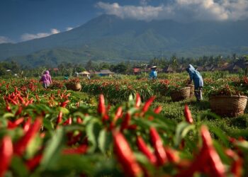 Agar Tanaman Tetap Terjaga, DKPP Lumajang Fasilitasi Kebutuhan Petani Hortikultura