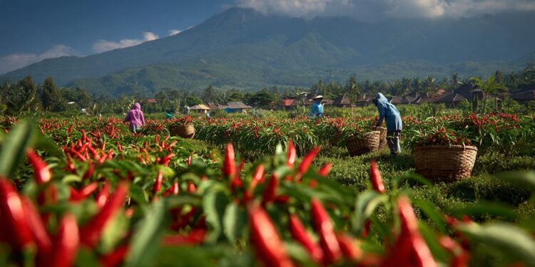 Agar Tanaman Tetap Terjaga, DKPP Lumajang Fasilitasi Kebutuhan Petani Hortikultura