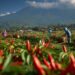 Agar Tanaman Tetap Terjaga, DKPP Lumajang Fasilitasi Kebutuhan Petani Hortikultura