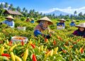 Produksi Tak Merata, Lumajang Siapkan Skema Pasokan Hortikultura dari Daerah Surplus