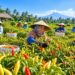 Produksi Tak Merata, Lumajang Siapkan Skema Pasokan Hortikultura dari Daerah Surplus